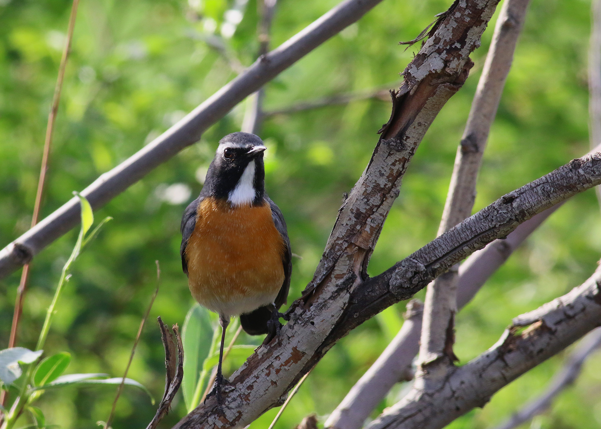 White-throated Robin